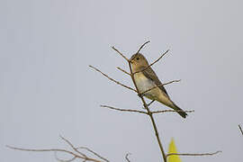 Lined Seedeater