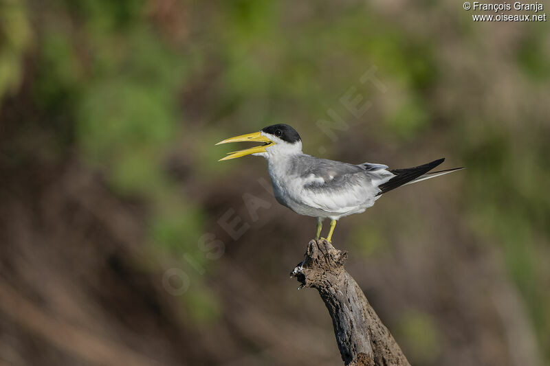 Large-billed Tern