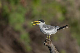 Large-billed Tern