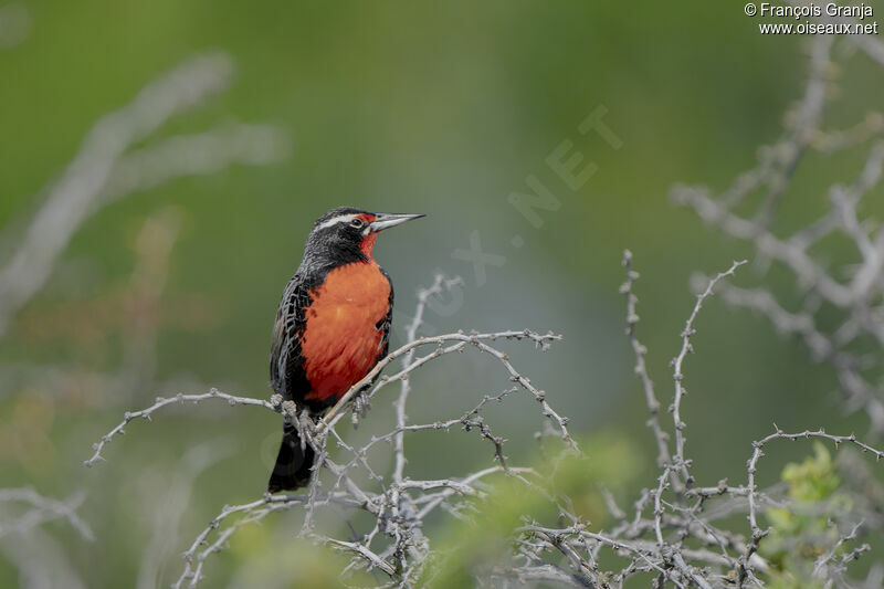 Long-tailed Meadowlark male