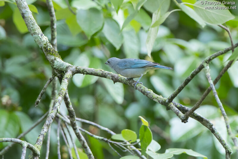 Tangara sayaca