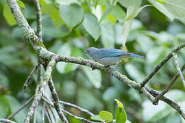 Sayaca Tanager