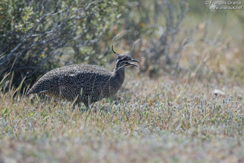 Tinamou élégant