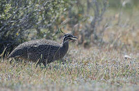 Elegant Crested Tinamou