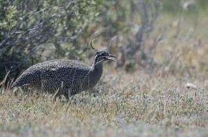 Tinamou élégant