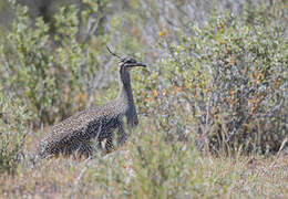 Elegant Crested Tinamou