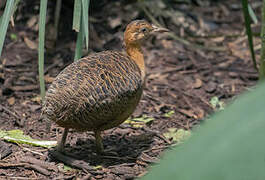 Red-winged Tinamou