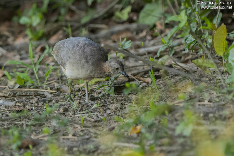 Tinamou solitaire