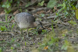 Solitary Tinamou