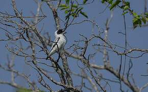 Black-crowned Tityra