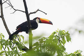 Toco Toucan