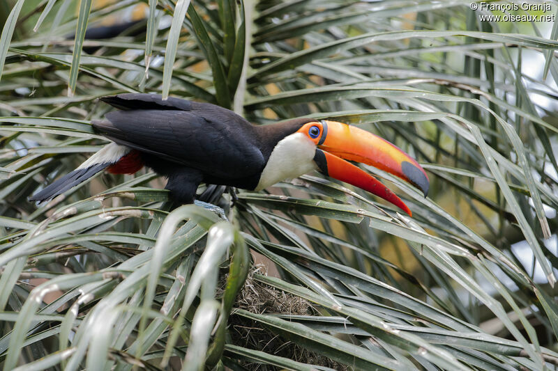 Toucan toco