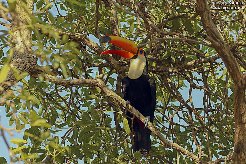 Toco Toucan