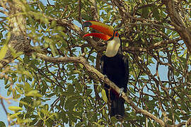 Toco Toucan