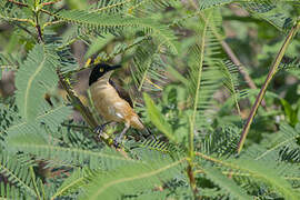 Black-capped Donacobius