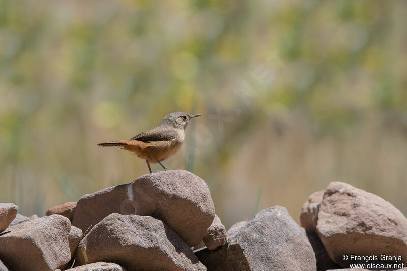 Troglodyte austral