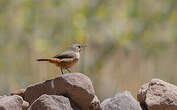 Troglodyte austral