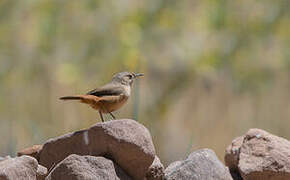 Southern House Wren