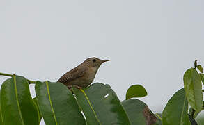 Southern House Wren