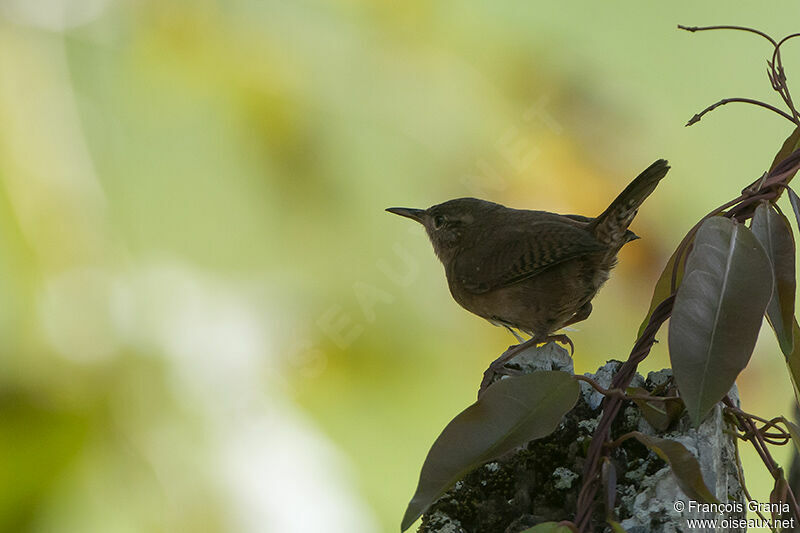 Southern House Wrenadult