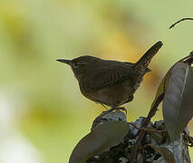 Southern House Wren