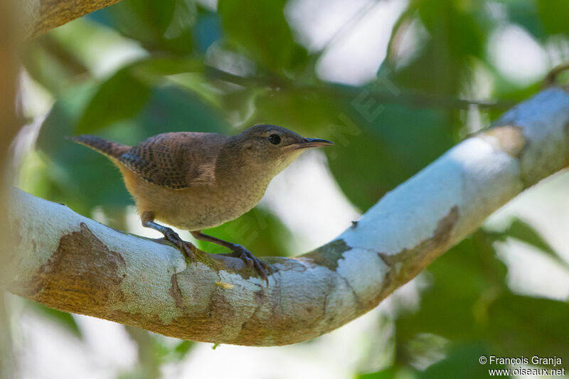 Southern House Wren