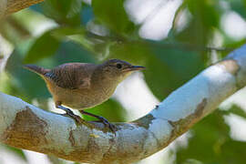 Southern House Wren