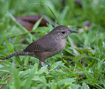 Southern House Wren