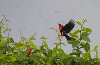 Troupiale à tête rouge