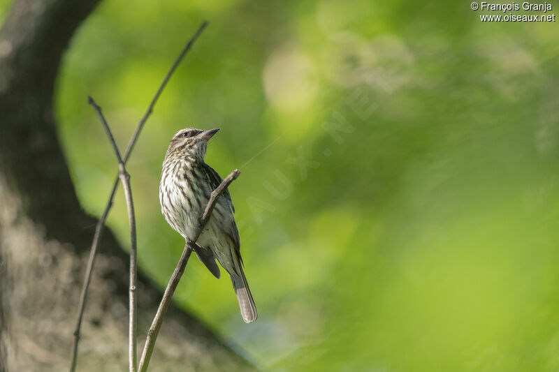 Streaked Flycatcher