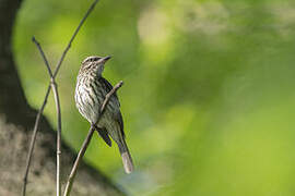 Streaked Flycatcher