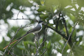 Fork-tailed Flycatcher