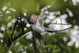 Fork-tailed Flycatcher