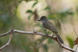 Short-crested Flycatcher