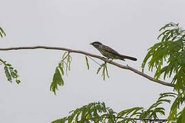 Variegated Flycatcher