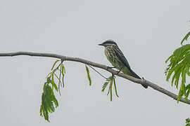 Variegated Flycatcher