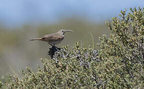 Scale-throated Earthcreeper