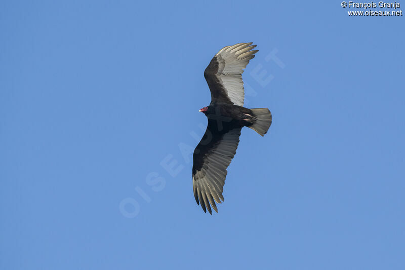 Turkey Vulture