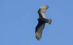 Turkey Vulture