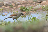 Vacher à ailes baies