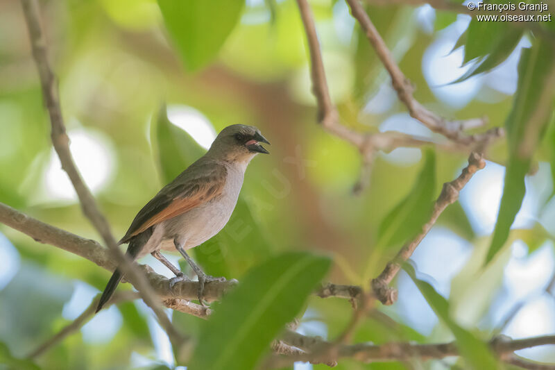 Vacher à ailes baies