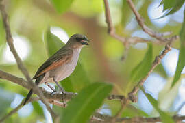 Vacher à ailes baies