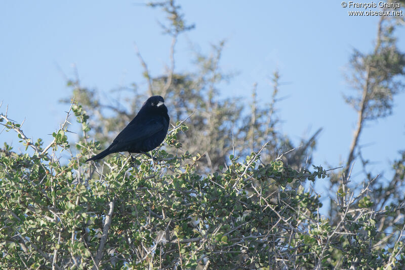 Screaming Cowbird