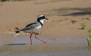 Pied Plover