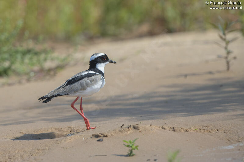 Vanneau de Cayenne