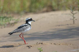 Pied Plover