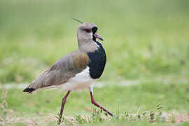 Southern Lapwing