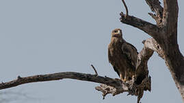 Aigle des steppes