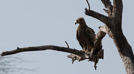 Aigle des steppes