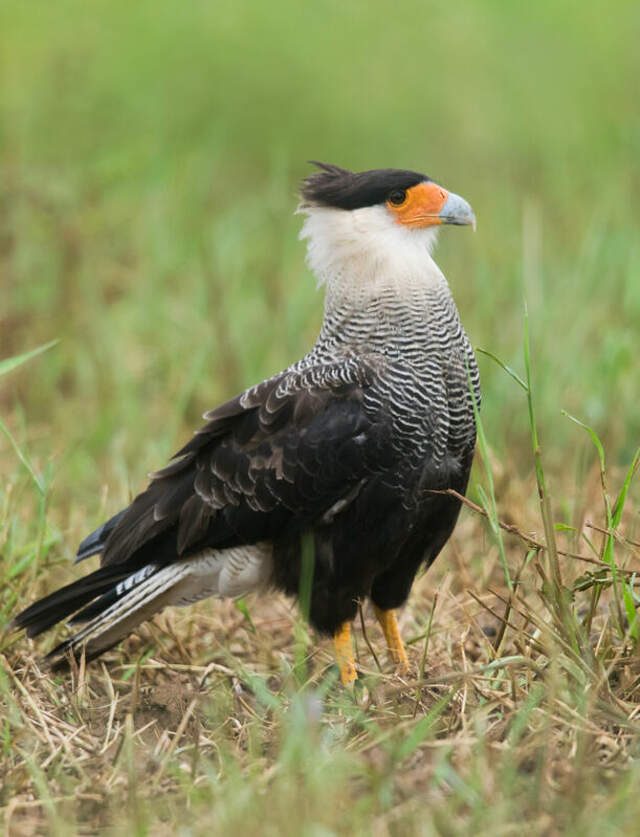 Southern Crested Caracara - Caracara plancus - frje268956